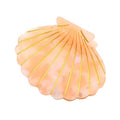 Shell Claw Clip,Acetate Hair Clips,Small Hair Clips for Women,Orange - color: Orange