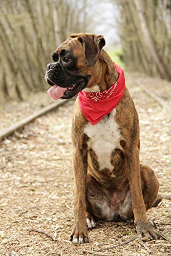 Pack of 3 X-Large Polyester Non Fading Paisley Bandanas 27 x 27 Inches by M.H.I. - color: Red