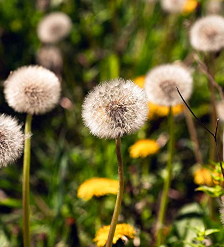 Real Dandelion Earrings - Gold Plated - Lever Back Hooks - Hanging 3cm/1.18inch - Handmade in Germany - Gift Box