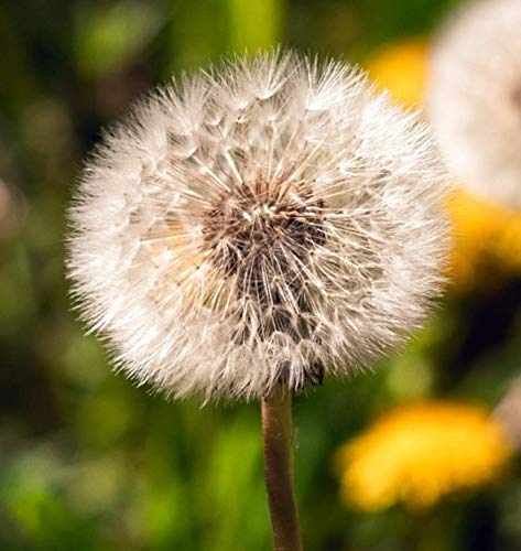 MadamLili | Dandelion Wish Necklace – 925 Sterling Silver | Real Dandelion Seeds from Germany in Borosilicate Glass | Nature-Inspired Terrarium Jewelry | Lucky Charm for Dreams & Wishes